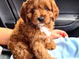 Dünyalar Guzeli Toy Poodle Yavrulari̇mi̇z