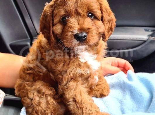 Dünyalar Guzeli Toy Poodle Yavrulari̇mi̇z görsel