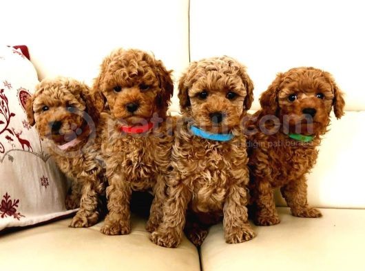 Efsane Kali̇tedeki̇ Toy Poodle Bebeklerimiz görsel