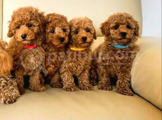 Efsane Kali̇tedeki̇ Toy Poodle Bebeklerimiz görsel