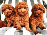 Efsane Red Toy Poodle Yavrulari̇mi̇z