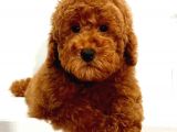 Saglik Ve Irk Garanti̇li̇ Red Toy Poodle Yavrumuz