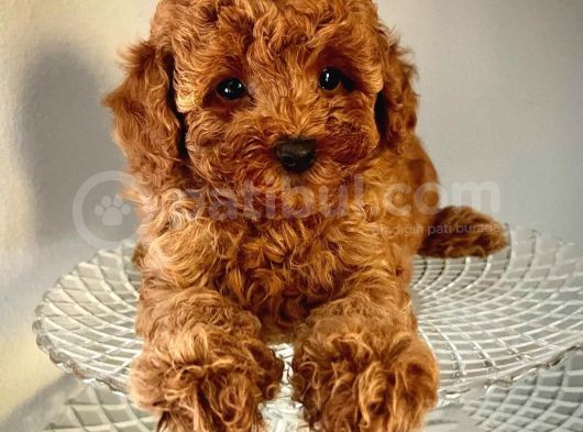 Red Toy Poodle Yavrumuz görsel