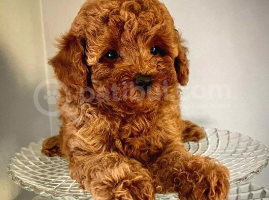 Red Toy Poodle Yavrumuz görsel