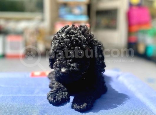 Mukemmel Tüy Yapisina Sahip Black Toy Poodle Yavrumuz görsel