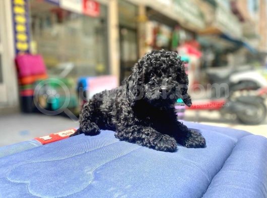 Mukemmel Tüy Yapisina Sahip Black Toy Poodle Yavrumuz