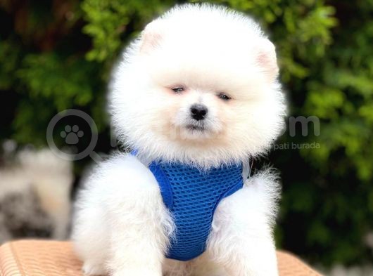 Safkan Pomeranian Teddy Face Yavrular görsel