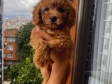 Mi̇nyatür Ve Toy Poodle Yavrular