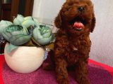 Ev Doğumlu Poodle Bebi̇şler