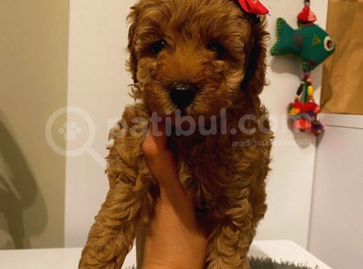 Irk Ve Sağlik Garanti̇li̇ Poodle Yavrular görsel