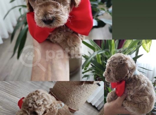 Karamelll Toypoodle’in Bebekleri̇i̇i̇ görsel
