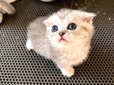 Silver Tabby Scottish Fold Oğlumuz Akıllı Ve Sevecen