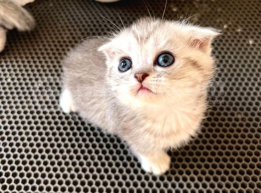 Silver Tabby Scottish Fold Oğlumuz Akıllı Ve Sevecen görsel