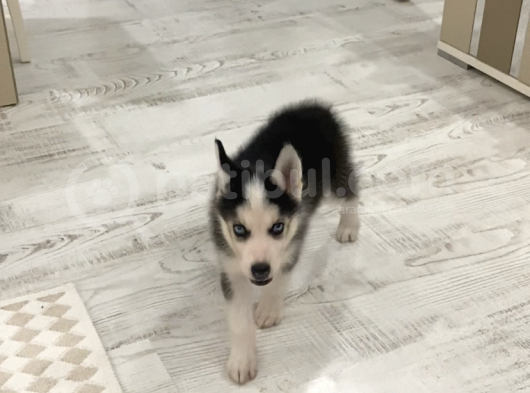 2 Aylik Alfa Orji̇nal Husky Yavru görsel