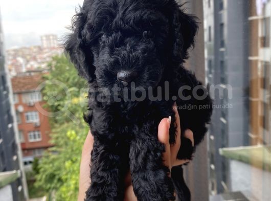 Mi̇nyatür Ve Toy Poodle Yavrular görsel