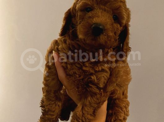 Ev Doğumlu Poodle Yavrular görsel