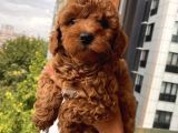 Mi̇nyatür Ve Toy Poodle Yavrular