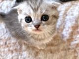 Silver Tabby Scottish Fold Oğlumuz Akıllı Ve Sevecen