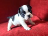 French Bulldog Yavrularımız Yeni Ailesini Bekliyor