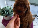 Karamelll Toypoodle’in Bebekleri̇i̇i̇