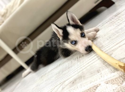 2 Aylik Alfa Orji̇nal Husky Yavru