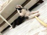 2 Aylik Alfa Orji̇nal Husky Yavru