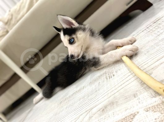 2 Aylik Alfa Orji̇nal Husky Yavru görsel