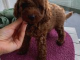 Ev Doğumlu Poodle Yavrular