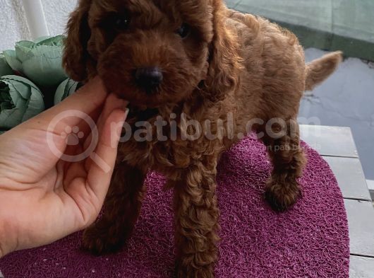 Ev Doğumlu Poodle Yavrular görsel