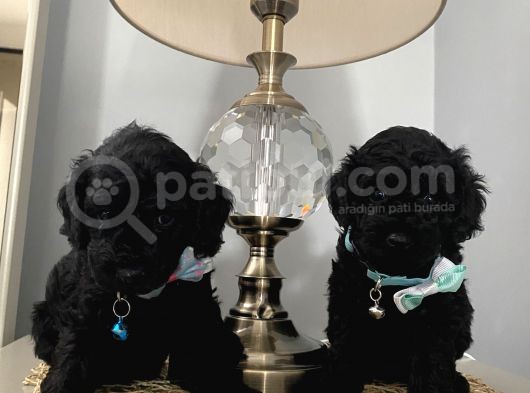 Muhteşem Black Bebi̇şler görsel