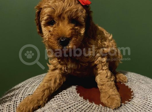 Irk Ve Sağlik Garanti̇li̇ Poodle Yavrular görsel