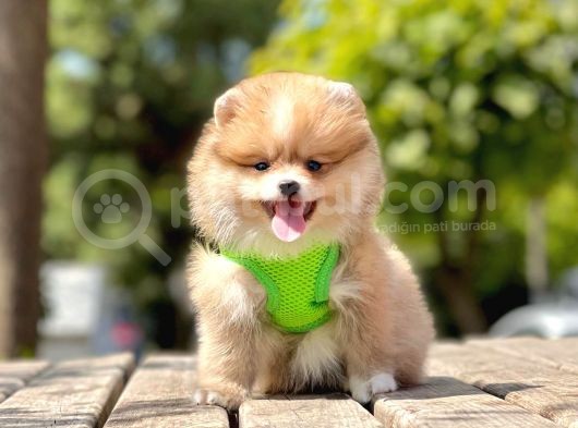 Safkan Pomeranian Teddy Face Yavrular görsel