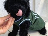 Mi̇nyatür Ve Toy Poodle Yavrular