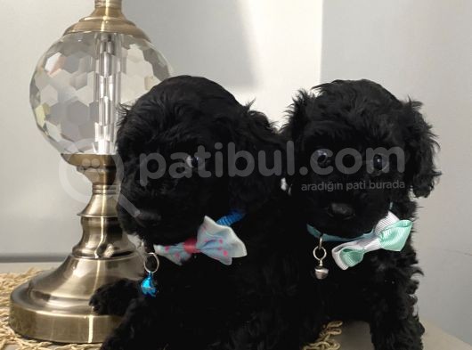 Karamelll Toypoodle’in Bebekleri̇i̇i̇ görsel