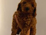 Karamelll Toypoodle’in Bebekleri̇i̇i̇