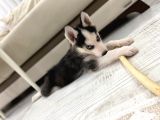 2 Aylik Alfa Orji̇nal Husky Yavru