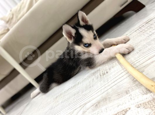 2 Aylik Alfa Orji̇nal Husky Yavru görsel