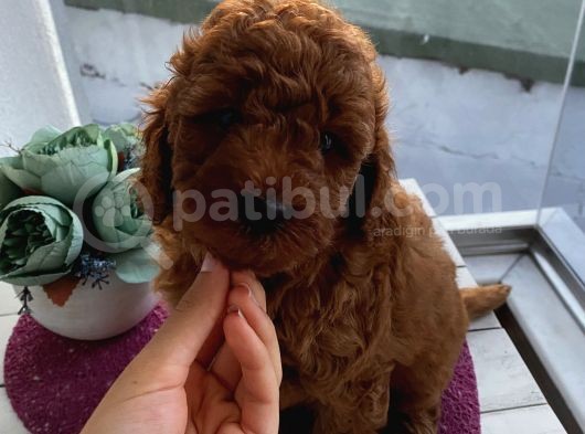 Ev Doğumlu Poodle Bebi̇şler görsel