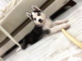 2 Aylik Alfa Orji̇nal Husky Yavru