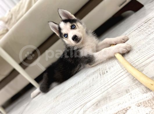 2 Aylik Alfa Orji̇nal Husky Yavru görsel