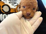 Bebek sürat Poodle yavrularimiz