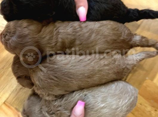Bebek Sürat Poodle Yavrularimiz görsel