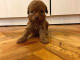 Teddy sürat Poodle Yavrularimiz
