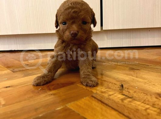 Teddy Sürat Poodle Yavrularimiz