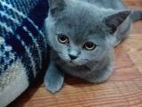 Brıtısh Shorthair