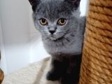 3 Kardeş Scottish Fold