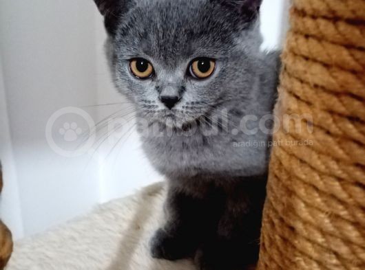3 Kardeş Scottish Fold görsel