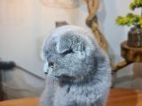 3 Aylık Dişi Scottish Fold