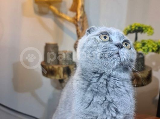 3 Aylık Dişi Scottish Fold görsel