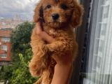 Ev Doğumlu Poodle Yavrularımız